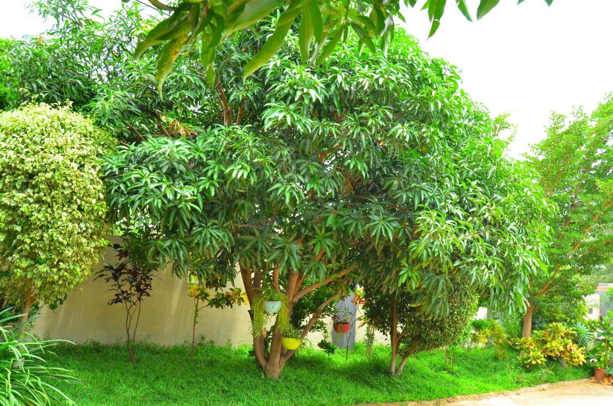 Chobe Kulotu Guest House Kasane Ngoại thất bức ảnh